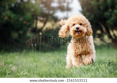 A smiling little puppy of a light brown poodle in a beautiful green meadow is happily running towards the camera. Cute dog and good friend. Free space to copy text. Royalty-Free Stock Photo #2161553111