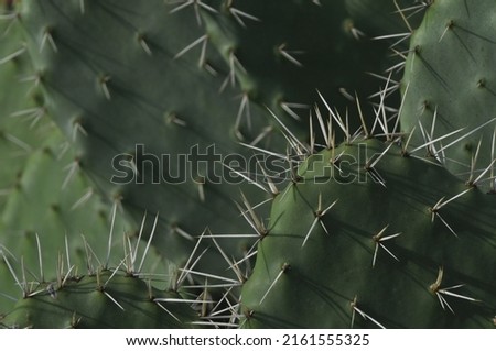 Amazing beautiful the prickly pear cactus. Royalty-Free Stock Photo #2161555325