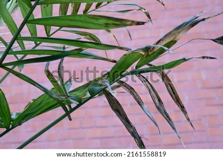 Dry leaves of a domestic ornamental palm tree, poor condition of the plant. Fungus on leaves and branches. Poor care of the date palm. Concept: flower disease Royalty-Free Stock Photo #2161558819