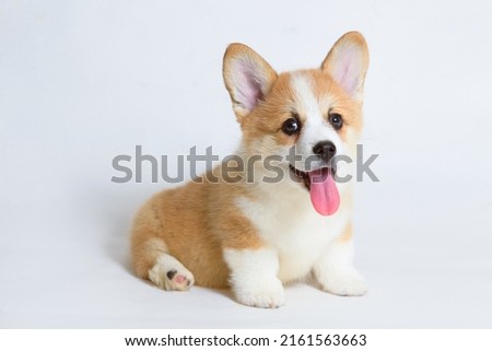 Portrait of cute puppy corgi. Little smiling dog on white background. Free space for text. Dog for advertising tape. Playful pet close-up. Royalty-Free Stock Photo #2161563663