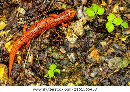 Shiny Red Salamander Sits On Wet Trail in Great Smoky Mountains National Park