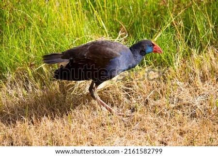 A brilliantly feathered Purple swamp hen porphyria porphyria standing in the green grassy field is getting roots and grass to eat at Dalyellup Lakes, Western Australia in late autumn.