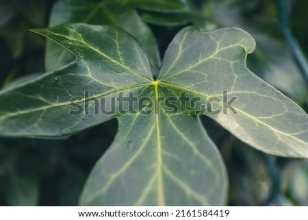 Close up of a deep green ivy leaf with narrow depth of field