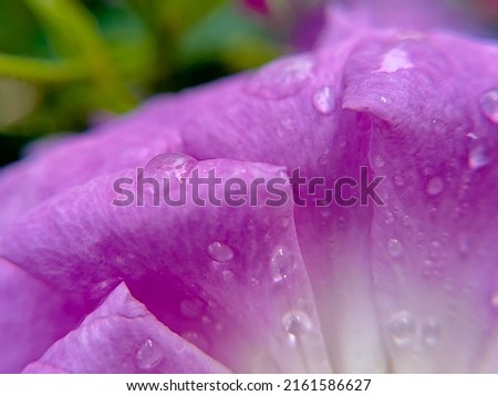 macro photography.  raindrops on pink petals