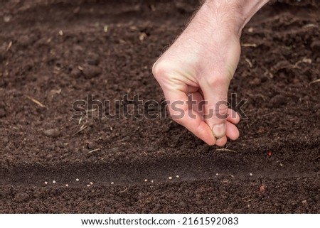 The hand of a man sowing seeds in the ground close-up Royalty-Free Stock Photo #2161592083
