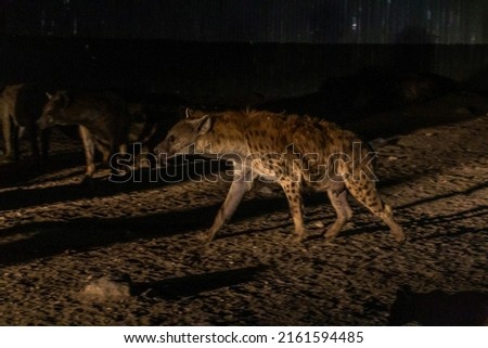 Hyenas in the streets of Harar, Ethiopia. They gather every evening on a specific spot to be fed.