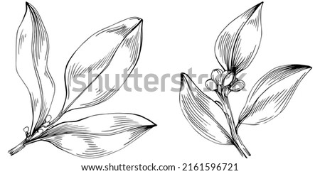 Bay leaf vector isolated plant with leaves. Herbal engraved style illustration. Detailed organic product sketch.The best for design logo, menu, label, icon, stamp Royalty-Free Stock Photo #2161596721