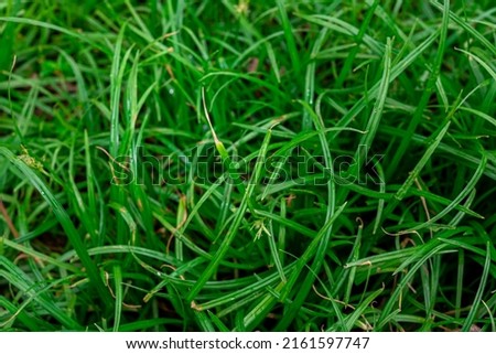 green asia grass background picture nature