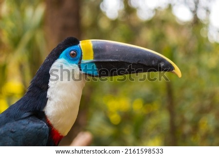 Detail of the head of a toucan