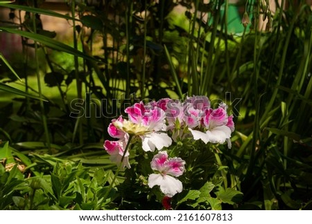 Small pink flowers in a garden                              