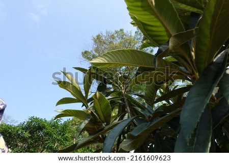 Beautiful tea leaves field or tea plantation rows scene isolated with blue sky, fresh green leaves of different sizes