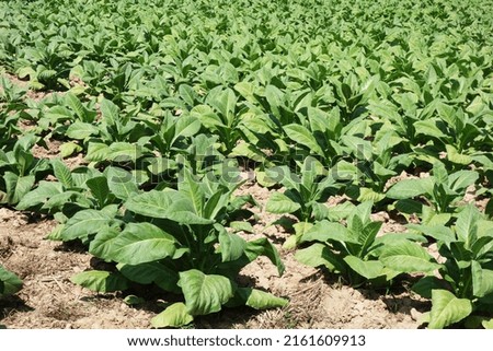 Tobacco plantation in Thailand. Green field tobacco.                                