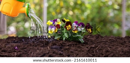 Garden work, children play and fun. Kids watering can water fresh pansies flowers in soil close up view. Agriculture, organic gardening and ecology.