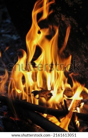 close-up photo with dslr camera sport mode a fire that burns away trash and tree branches with natural light and selected focus