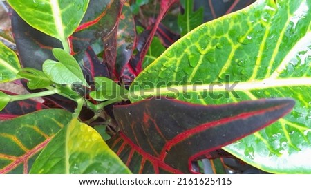 Colorful leaves look fresh after being splashed with water in the morning planted in the yard of the house