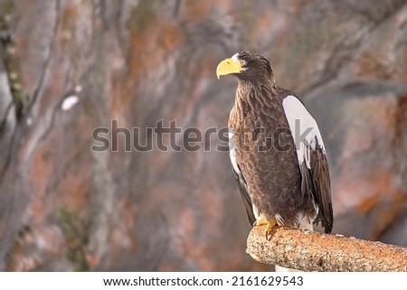 White-shouldered eagle at the zoo in Yuzhno-Sakhalinsk, Russia