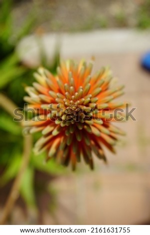 Kniphofia Moench red hot pokers flower in green garden. High quality photo