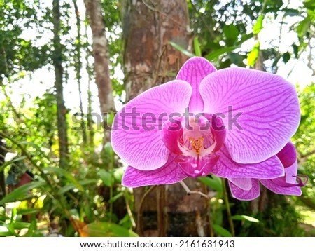 red to purple orchid in tropical forest
