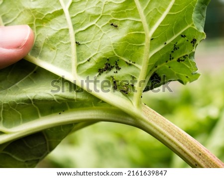 black bean aphid, a pest, on a rhubarb leaf feeds on the plant juices, danger of spreading diseases