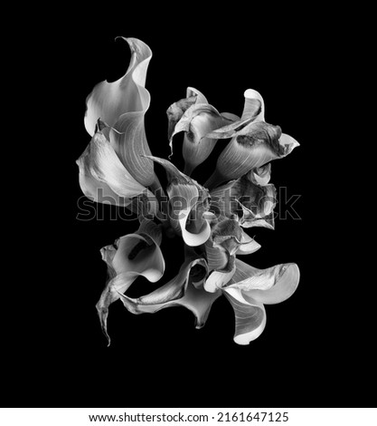 black and white calla in studio lights. Abstract curves and perspectives of flowers. Royalty-Free Stock Photo #2161647125