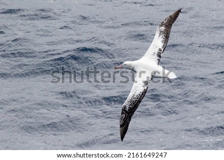 Wandering Albatross in the Southern Ocean Royalty-Free Stock Photo #2161649247
