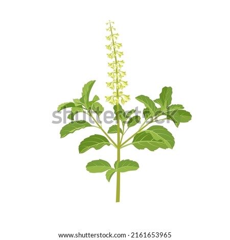 Vector illustration of Ocimum tenuiflorum, known as holy basil or tulsi, isolated on white background. Royalty-Free Stock Photo #2161653965