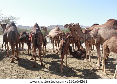 A herd of camels in the desert Royalty-Free Stock Photo #2161654261