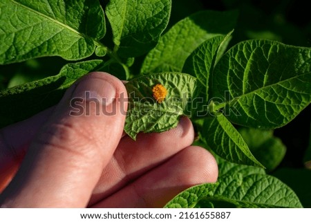Colorado potato beetle eggs on a potato leaf. Pests destroy crops in the field. Parasites in the wild and agriculture. A series of pictures.