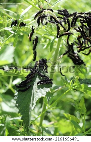group of black peacock butterfly caterpillars feeding on a nettle plant
