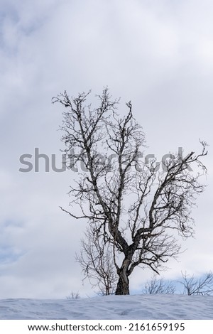 White winter background with blue sky and white clouds on which is a dark mountain birch silhouette that stands out against this background