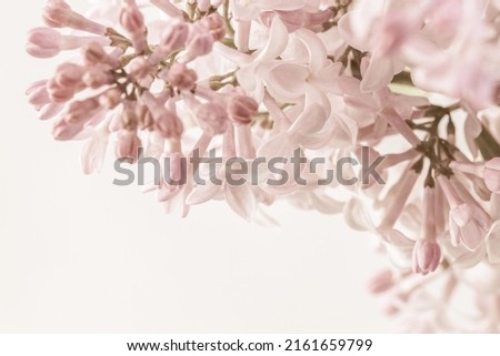 Pale pink beige neutral color little lilac flowers buds on light background for wedding invitation or romantic floral wallpaper macro