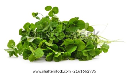 Bunch of clover leaves isolated on a white background.