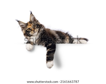 Impressive tortie with white Maine Coon cat kitten, laying side ways with paws hanging down over edge. Looking towards camera with amber eyes. Isolated on white background.