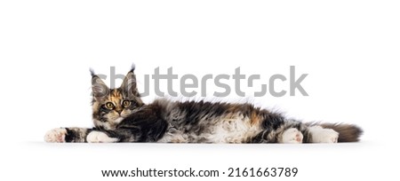 Impressive tortie with white Maine Coon cat kitten, laying down side ways completely stretched showing fluffy belly. Looking towards camera with amber eyes. Isolated on white background.