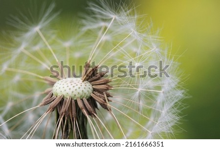 Amazing picture of a closeup Dandelion in nature