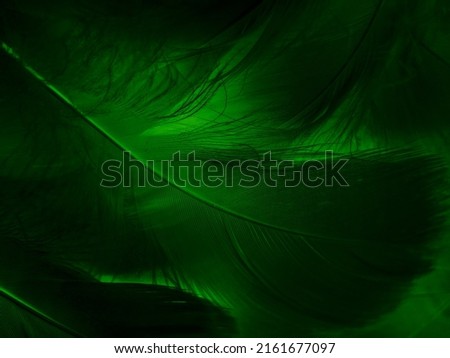 Beautiful abstract green feathers on black background, blue feather texture on dark pattern,  green background, feather wallpaper, love theme, valentines day, green gradient texture