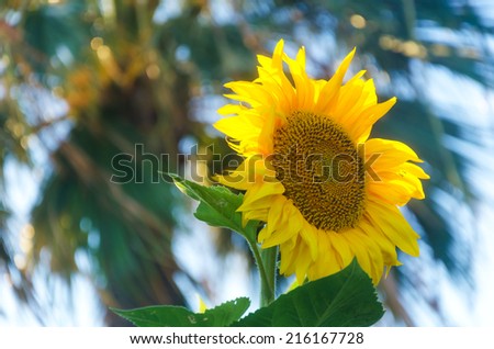 Sunflower at sunrise time in Limassol, Cyprus