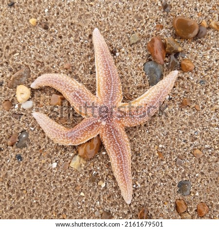 Starfish or sea stars are star-shaped echinoderms belonging to the class Asteroidea. Starfish on the beach in Landguard nature reserve in Felixstowe, Suffolk, England.  Royalty-Free Stock Photo #2161679501
