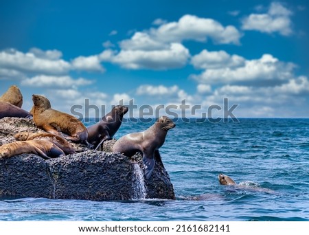 The rookery of the northern sea lion Steller on the breakwater in the sea. Royalty-Free Stock Photo #2161682141