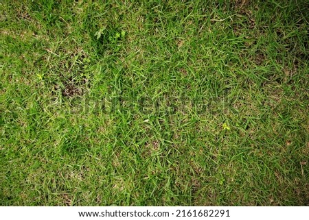 Green grass found in the yard, cover most of the soil, give a fluffy  feeling when we walk on it