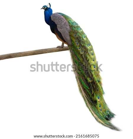 blue peacock isolated on white background Royalty-Free Stock Photo #2161685075