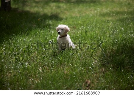 Portrait of a playful puppy of a purebred golden retriever dog. Retriever puppy sits in the grass. 