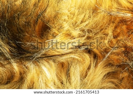 Background black-brown fur. Animal fox fur texture.