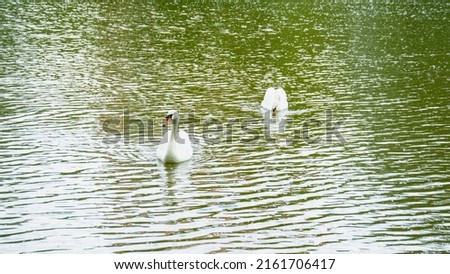 White swan, big bird, wildlife, wild bird, swan is walking, glade, bird on the grass, park, vacation, wildlife, beautiful bird, beautiful swan
