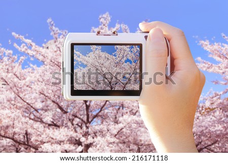 Closeup of camera taking photo picture with beautiful pink cherry Blossoms