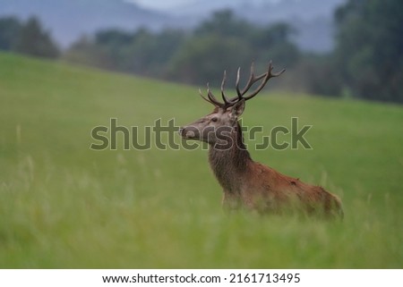 Beautiful red deer in the nature habitat. Wildlife scene from european nature. Cervus elaphus. Portrait of a stag. period of deer rut in the Lusatian mountains Royalty-Free Stock Photo #2161713495