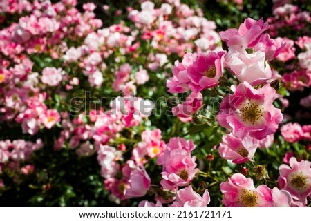 Pictures of roses in the rose garden