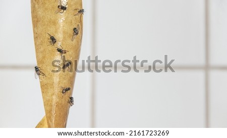 Sticky tape fly trap with crowd of flies on it at kitchen white ceramic tiles wall with copy space background