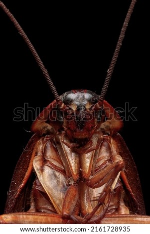 Cockroach carcass closeup on isolated background, cockroach carcass closeup head Royalty-Free Stock Photo #2161728935