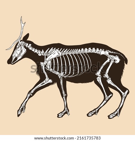 Skeleton deer vector illustration animal